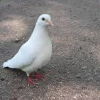 Логотип @the_equalizer_season4_5 - SPIRITUAL FATHER KUMANIN AKWANKYERE PAPA DIRECTION FATHER🇬🇭🇬🇭🇬🇭🇺🇸 🇩🇪🇪🇸🇬🇧