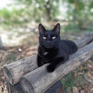 Логотип @the_pets - 𝘽𝙪𝙨𝙮𝙖|𝙇𝙞𝙯𝙖🖤🐈‍⬛👀