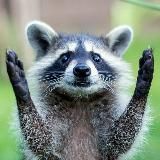 Логотип @the_shaggy_friends - Мохнатые друзья 🐿