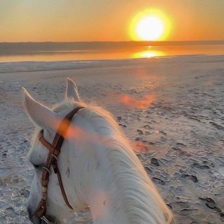 Логотип @the_ssuunn - the sun