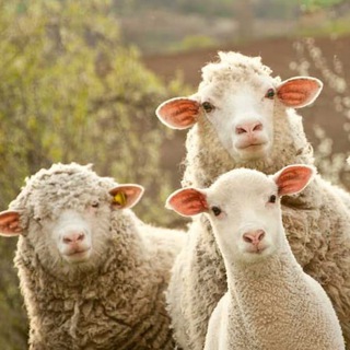 Логотип @thebestschoolinthewold - Путь в Кармартен