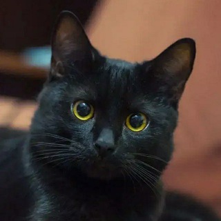 Логотип @theblackchat - Черная Кошка