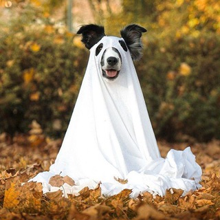 Логотип @theborderhanna - secret diary Hanna♥️