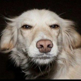 Логотип @thecmex1 - РЖАКА | Самые угарные ролики