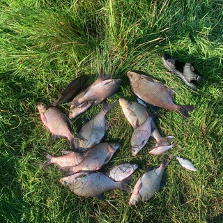 Логотип @thefishermanofryazan - Рыбалка в рязанской области!