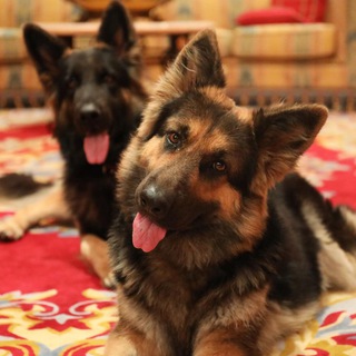 Логотип @thegermanshepherdworld - The German Shepherd Dog Community
