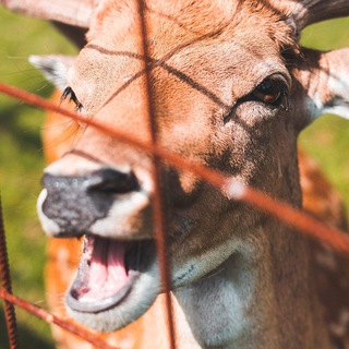 Логотип @thegooddeer - GoodDeer [С потенциалом на воскрешение]