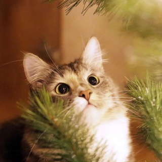 Логотип @thekittyhouse - The Cat House🐾