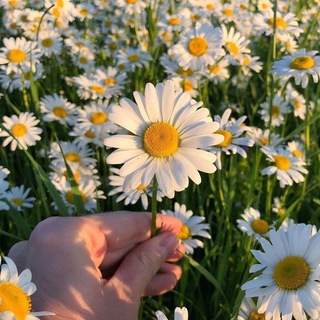 Логотип @themelodyofsoul - Soul music