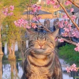 Логотип @theownerofthecats - Котяч