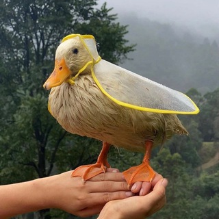 Логотип @therewheresoul - Дневник Беляша