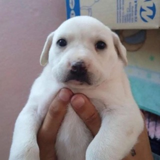 Логотип @thes1owest - самое медленное сердце