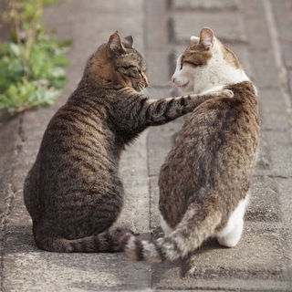 Логотип @these_cats - Ох, уж эти коты и кошки 😼