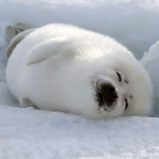 Логотип @theseals - Жуковская