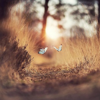 Логотип @thesemagicmoments - These Magic Moments