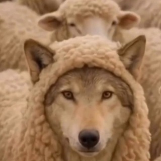 Логотип @thewolfofgroovestreet - Дневник Волка с Groove Street