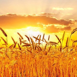 Логотип @thewordpartnership - GOODWILL