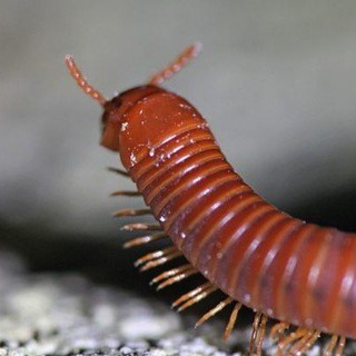 Логотип @thisissecretchat - Секретный чат