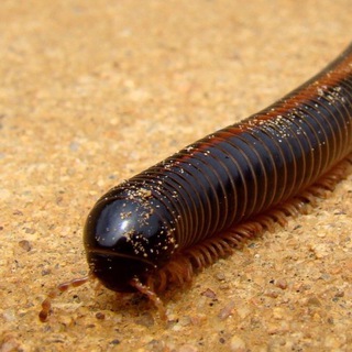 Логотип @thissecretchannel - Секретный канал