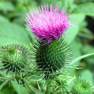 Логотип @thistleartworks - ThistleArts и его гейские мужики 🏳️‍🌈🏳️‍⚧️