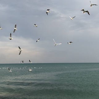 Логотип @throughmyeyessss - жизнь моими глазами🕊