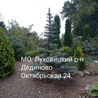 Логотип @thuja_dedinovo - Туевая куча