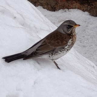 Логотип @thunderstormaltay - Моменты в кадрах l Фотограф Алтая