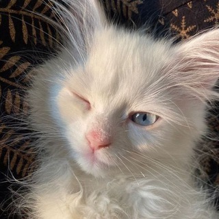 Логотип @tidsbits - tids_bits