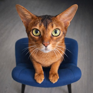 Логотип @tidus_cat - Кот Тидус