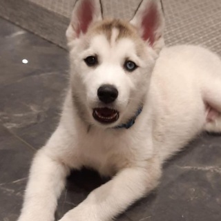 Логотип @tierediton - Gesund ohne Rezept Tier Edition