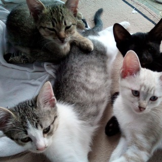 Логотип @tiervital - 🐕🐾🐈 Gesundheit für Tiere