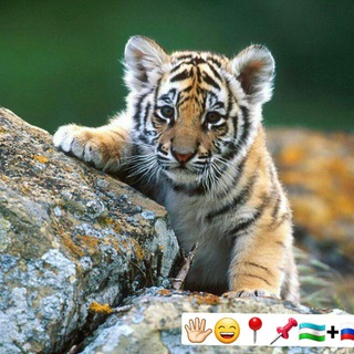 Логотип @tiger_0x - 🥀✵➳❥ T𝖎𝖌𝖊𝖗˚₊· ͟͟͞͞➳❥✵