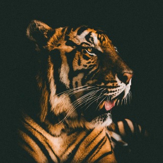 Логотип @tigerrrmuz - TIGER.MUZ🔥🐯🔥