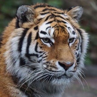 Логотип @tigerscorner - Тигриный угол