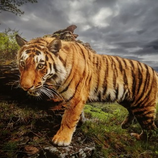 Логотип @tigra_fleamarket - Блошиный рынок Тигры