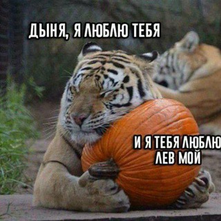 Логотип @tigricuritsa - ТИГР И КУРИЦА