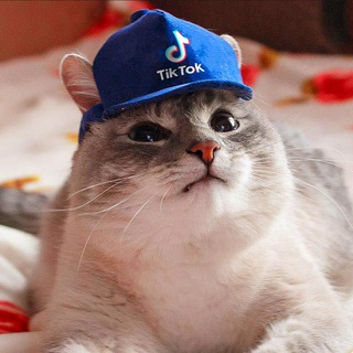 Логотип @tiktokbroadcast - Тиктоки вещают