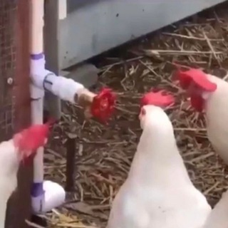 Логотип @tiktokchicken - Курочки и тиктоки