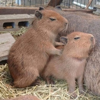 Логотип @timetojmakjmak - Время массажа