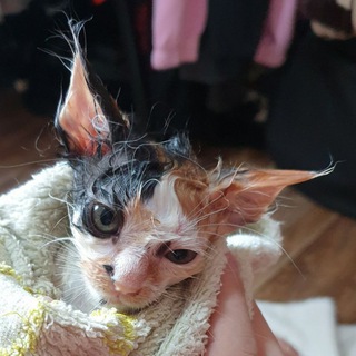 Логотип @timinrat - Комплимент или бан😡