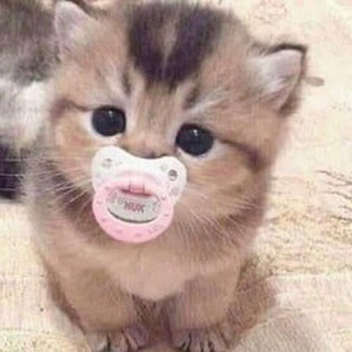 Логотип @tiny_kitties - Крошечные и очень милые котята