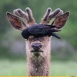 Логотип @tipnao - .