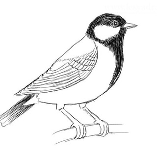 Логотип @tit_invest - Синица 🐥 в руках и журавль на инвестициях