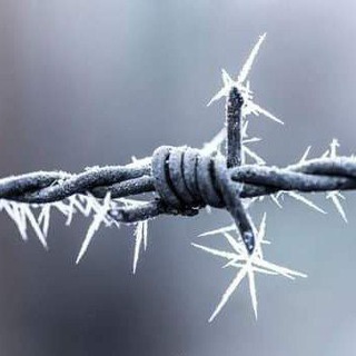 Логотип @tito_tarantula_discussion - Discussion club