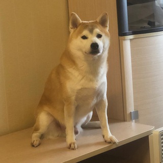 Логотип @tixer0k - Тихий нос