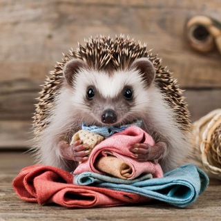 Логотип @tkaniloskytkrd - Шьёжик 🦔🐾