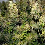 Логотип @tlvhight - tlvhight