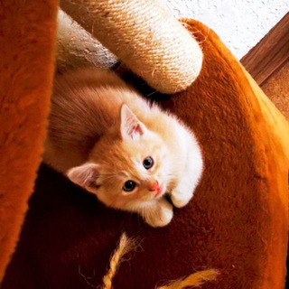 Логотип @tmolbiki_i_bigbiki - тмолбики и бигбики