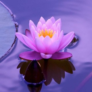 Логотип @tmyogaemeditazione - Percorsi Trasformativi