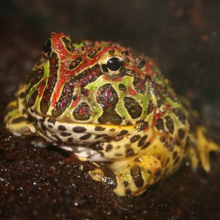 Логотип @toadscomments - Toads Comments